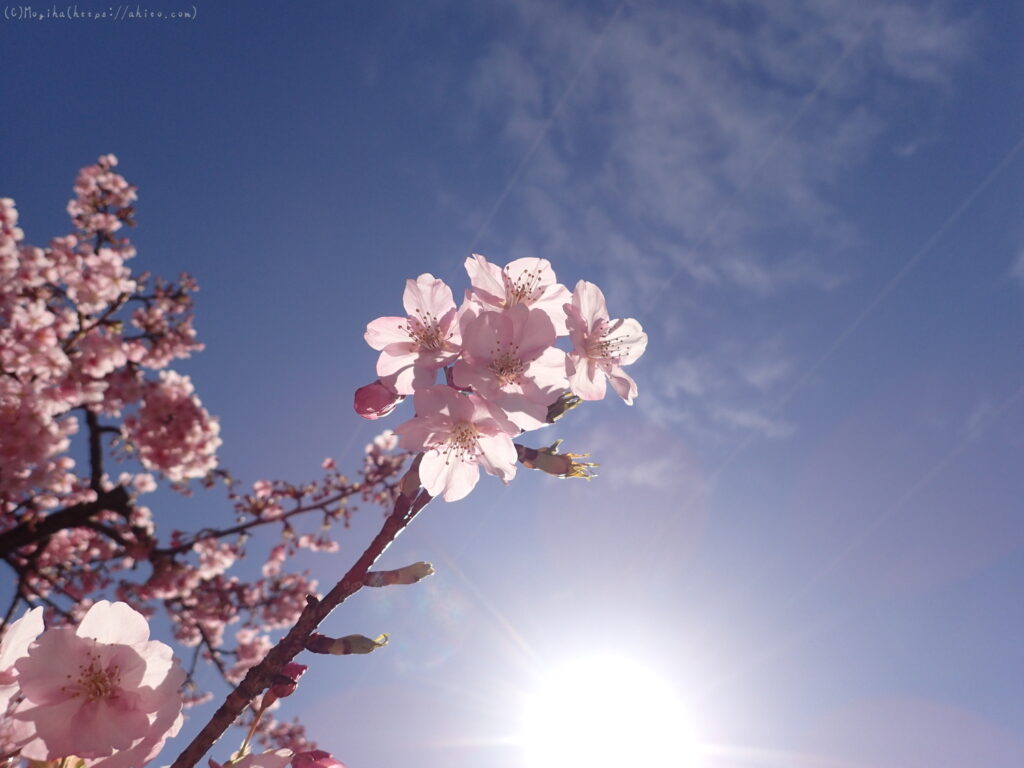 桜神宮にお参り、河津桜を撮ってきた
