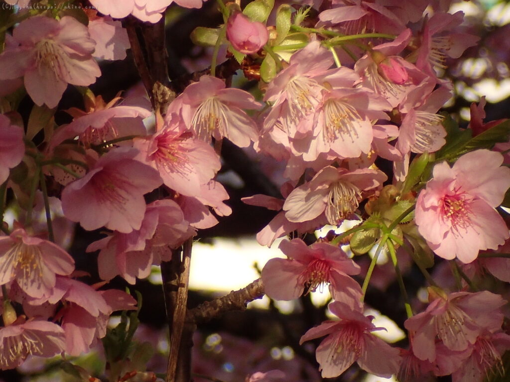 朝早いうちから河津桜を撮りに行ってきた