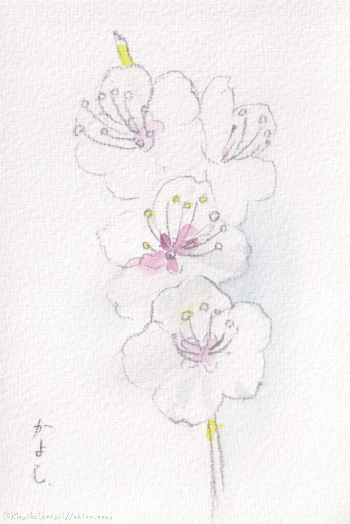 水彩画を描いた、白い梅の花「ゆたかに踊る」