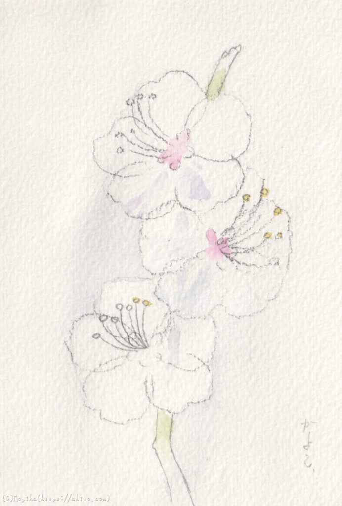 水彩画で白梅・満開の桜を描いた「いざない」