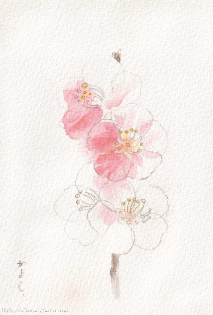 水彩画で梅の花、紅梅「あでやか」