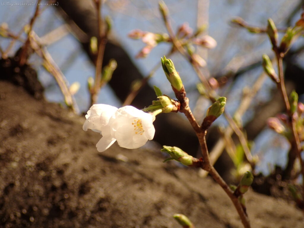 さくらが咲いてきたこと、桜の芽吹きの写真