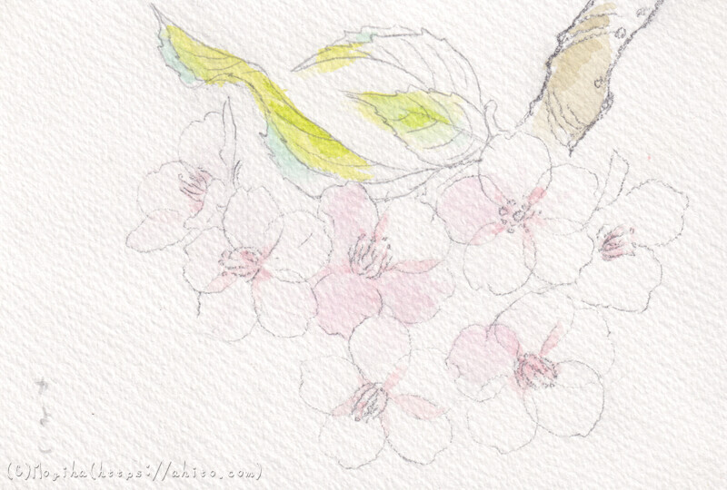 河津桜の習作