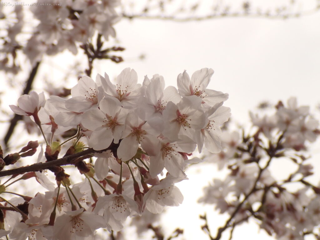雨のち晴れの桜の写真