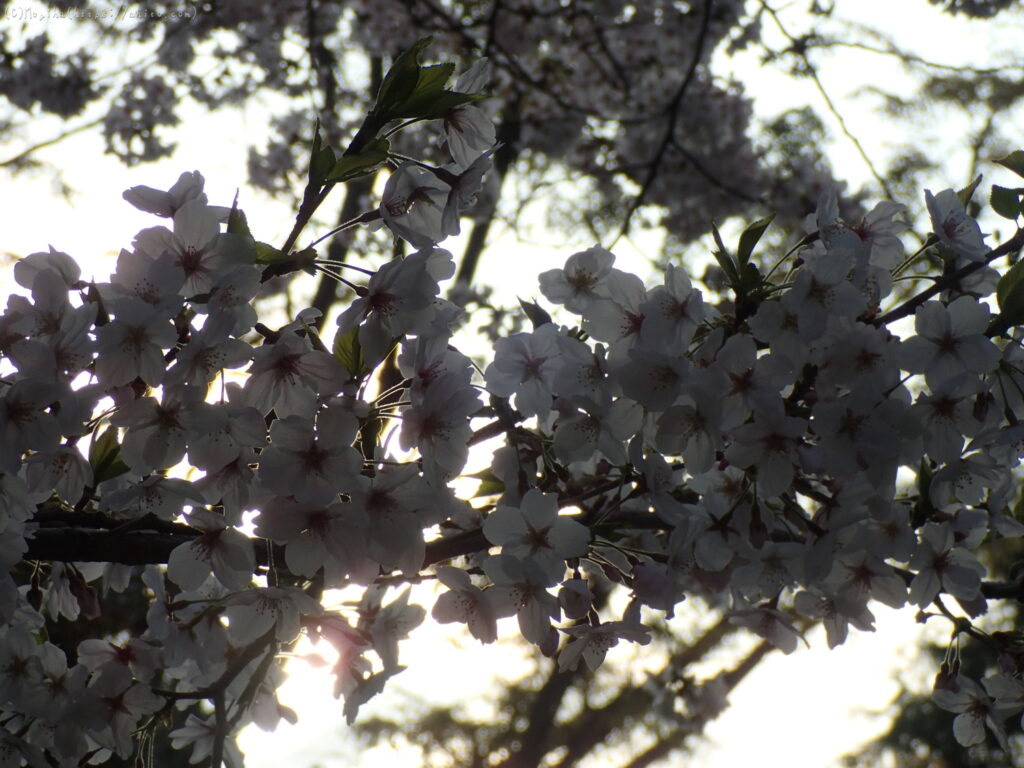 朝日の中の桜と雑感（継続と健康について）