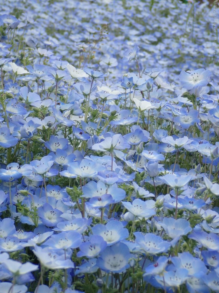 風景写真、ネモフィラ