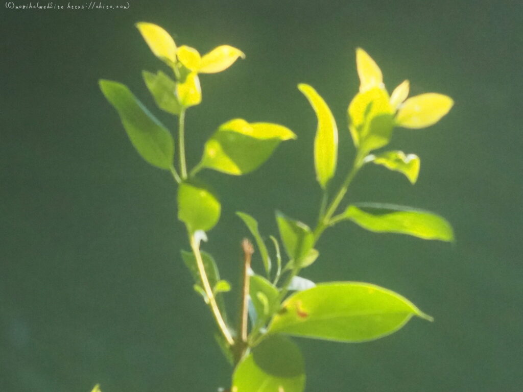 花の写真：オールドレンズを手に入れた