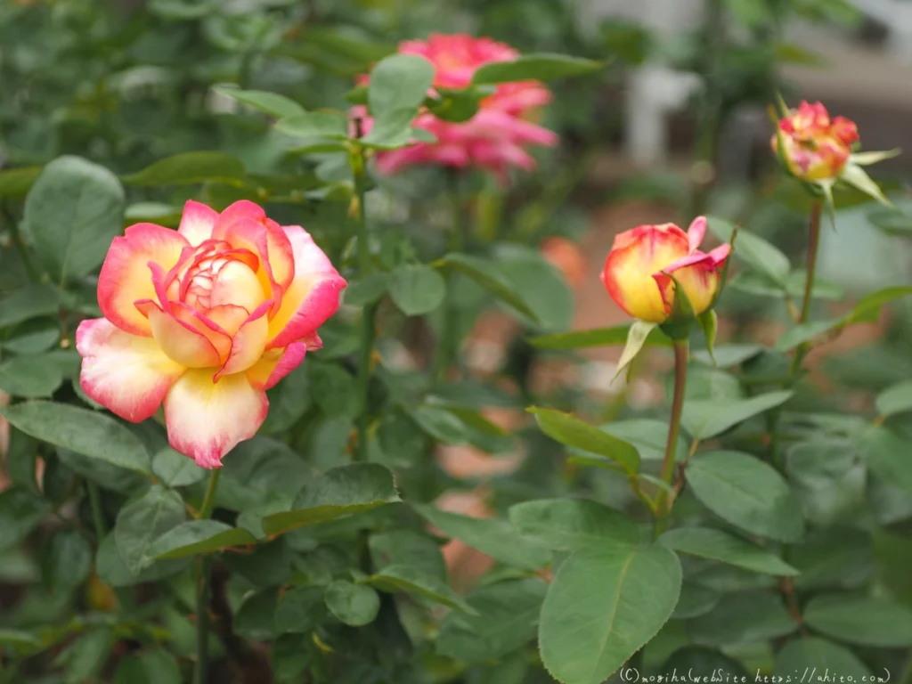 薔薇を見に芝浦中央公園に行ってきた