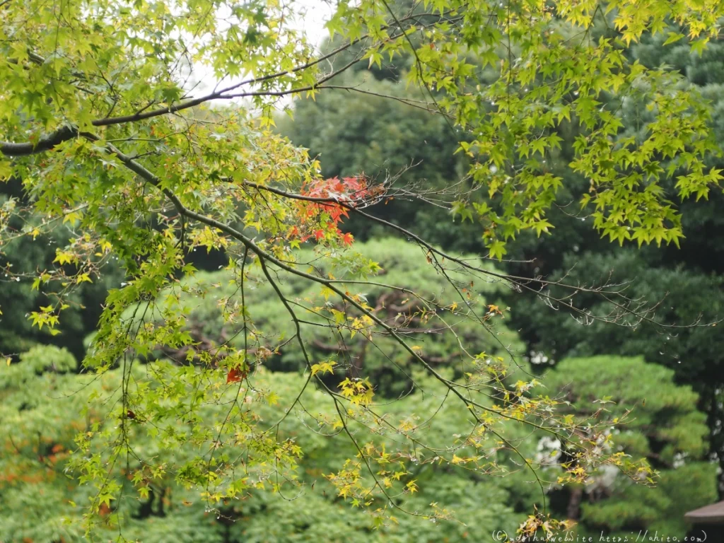 古河庭園の日本庭園