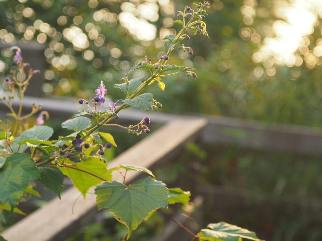 秋の花の写真とオールドレンズのいろいろ