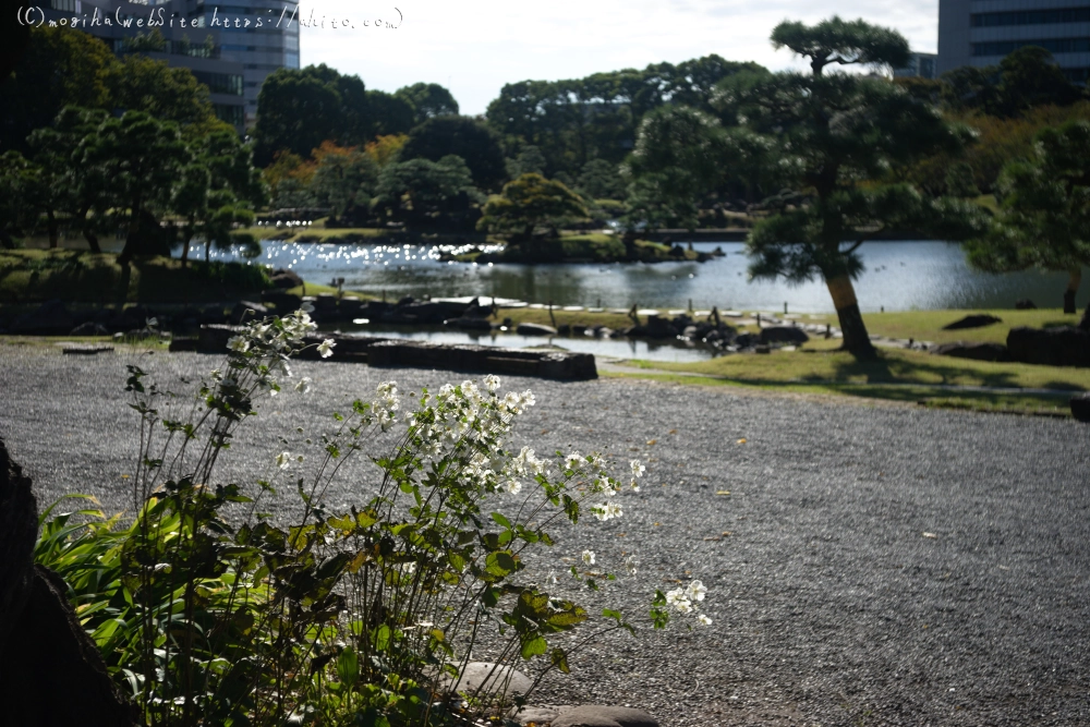 庭園でカメラをためしためし