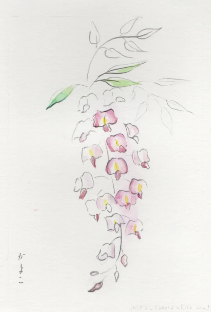 藤の花を描いた