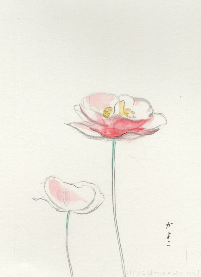 ポピーを描いた