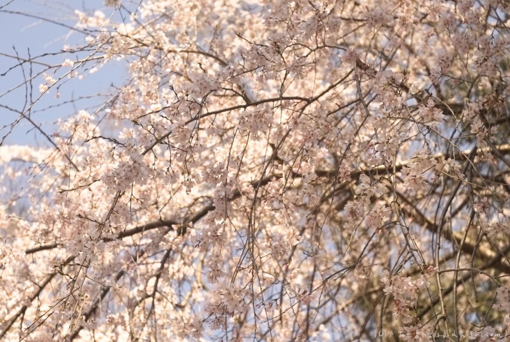 京都に行ってきた