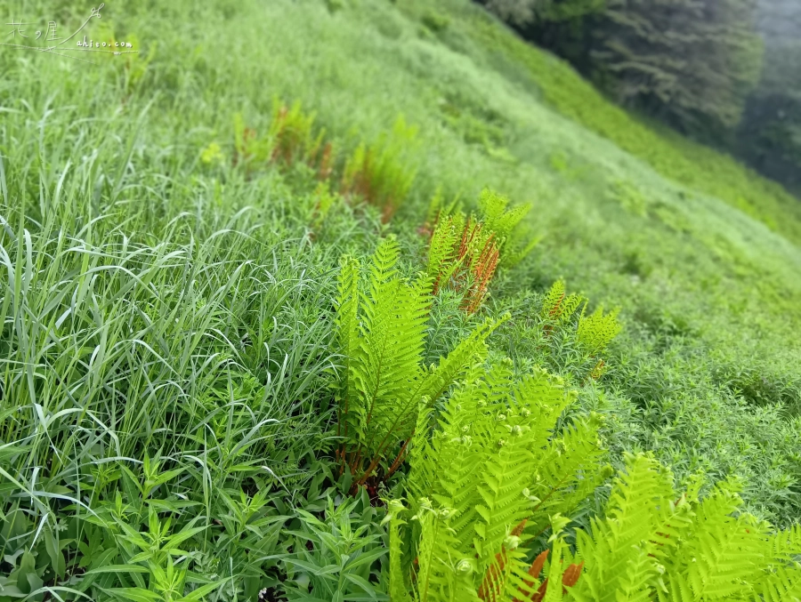 入笠山に泊まるんだ